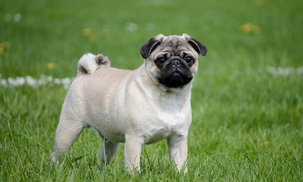 pug ozellikleri