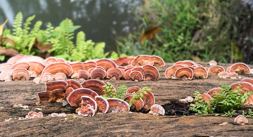 reishi-mantari