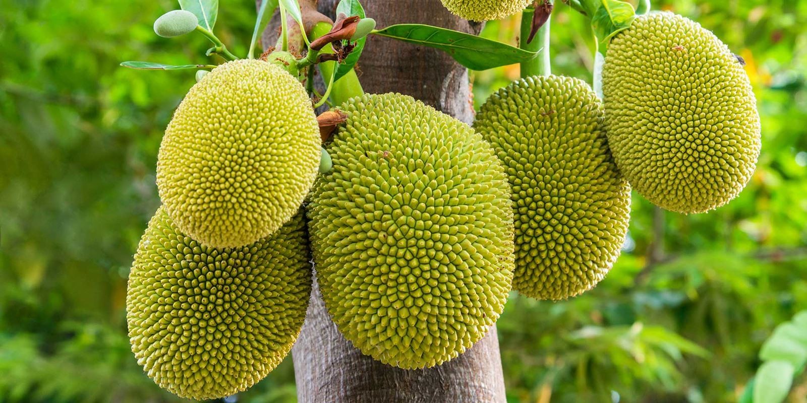 Jackfruit-4