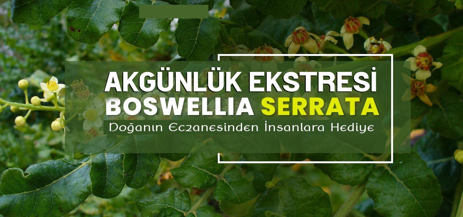 Boswellia-Serrata-Akgunluk