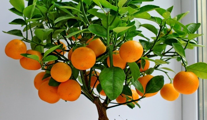 saksida-portakal