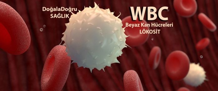 WBC-Lokosit-kopya-e1612718101274