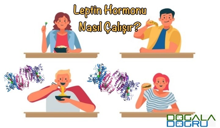 leptin-hormonu-2