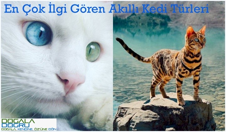 akilli-kedi-türleri-