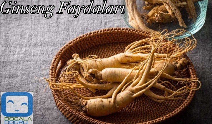 ginseng-kapak-